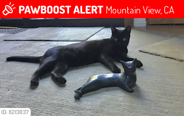 Lost Female Cat last seen Moffett Blvd, Mountain View, CA 94043