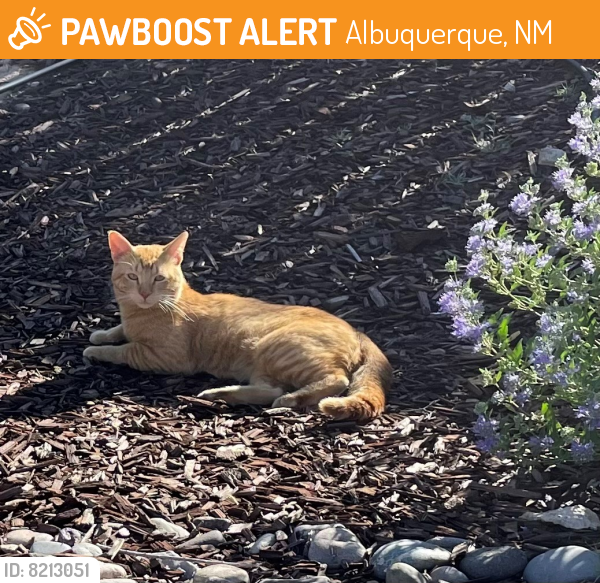 Found/Stray Male Cat last seen Stanford Drive Southeast & Ross Avenue Southeast, Albuquerque, NM, USA, Albuquerque, NM 87106