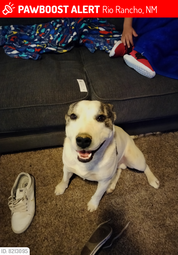 Lost Male Dog last seen Southern , Rio Rancho, NM 87124