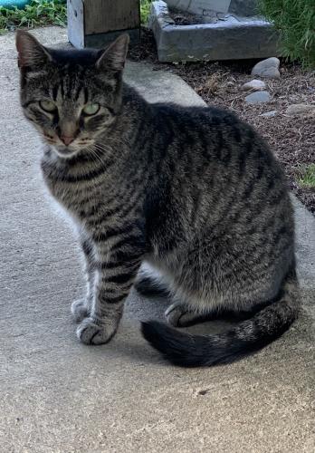 Lost Female Cat last seen Colonial Drive and Heritage Drive in Tinton Falls, Tinton Falls, NJ 07712