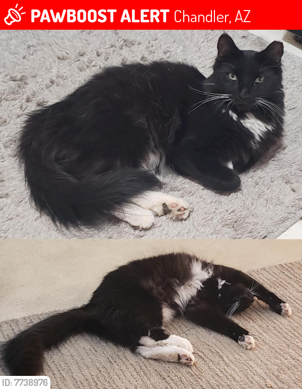Lost Male Cat last seen Elliot and Dobson (NW Side), Chandler, AZ 85224