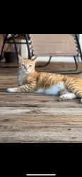 Lost Male Cat last seen Pintail St. Suisun Ca, Suisun City, CA 94585