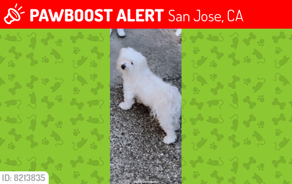 Lost Male Dog last seen Jackson Ave, San Jose California, San Jose, CA 95133