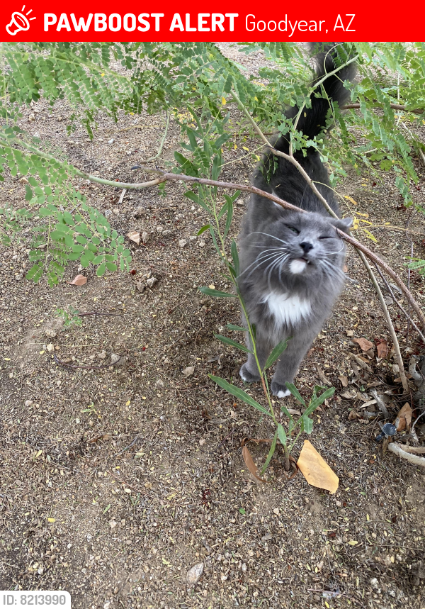 Lost Female Cat last seen Near W Jefferson st, Goodyear,AZ 85338, Goodyear, AZ 85338