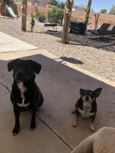 Lost Male Dog last seen Trevino and Player Loop SE, Rio Rancho, NM 87124