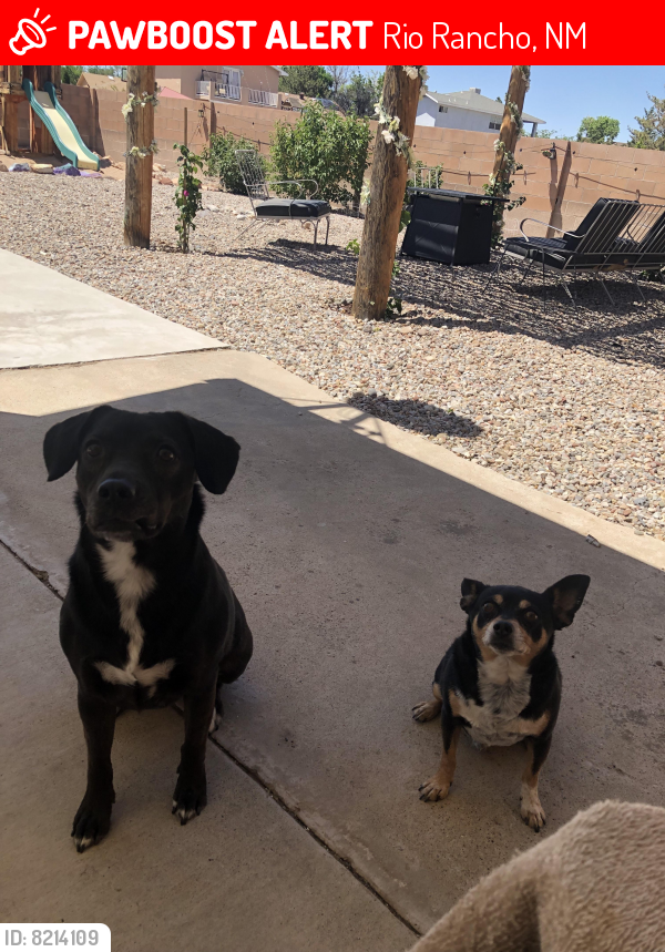 Lost Male Dog last seen Trevino and Player Loop SE, Rio Rancho, NM 87124