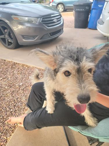 Found/Stray Male Dog last seen Enid and spur, Mesa, AZ 85213