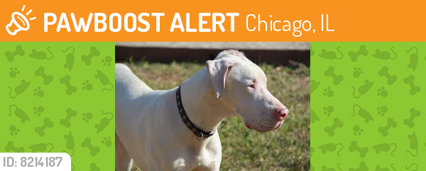 Found/Stray Unknown Dog last seen Mozart park area , Chicago, IL 60618