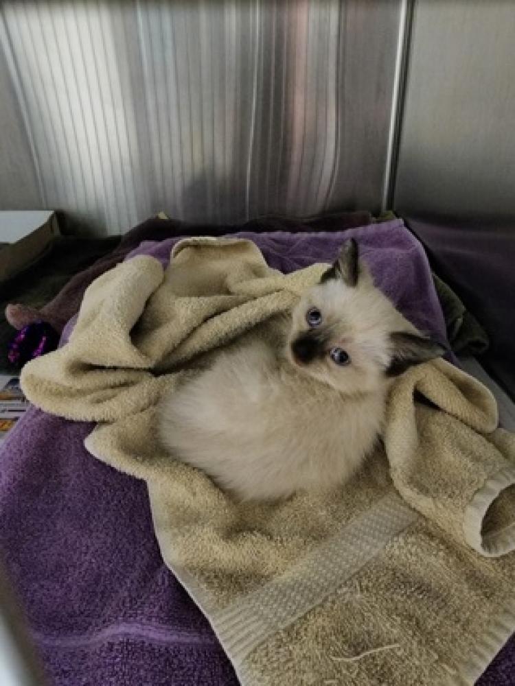 Shelter Stray Unknown Cat last seen Brosar court, 22306, Fairfax County, VA, Fairfax, VA 22032