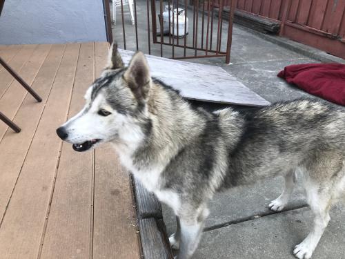 Found/Stray Male Dog last seen Crosby and Aurburn Streets (near Manor Park), San Leandro, CA 94579