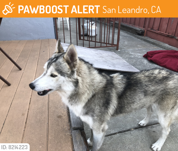 Rehomed Male Dog last seen Crosby and Aurburn Streets (near Manor Park), San Leandro, CA 94579