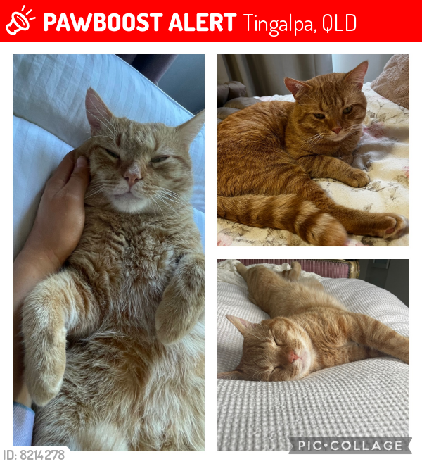 Lost Male Cat last seen Hanley and Leon street, Tingalpa, QLD 4173
