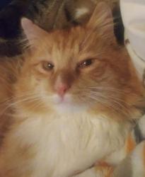 Lost Male Cat last seen Pennsville Auburn Rd, Pedricktown, NJ 08067, Oldmans Township, NJ 08085
