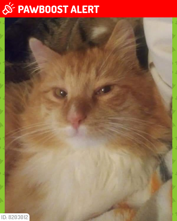 Lost Male Cat last seen Pennsville Auburn Rd, Pedricktown, NJ 08067, Oldmans Township, NJ 08085