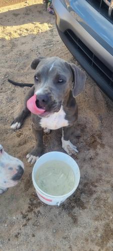 Found/Stray Male Dog last seen 16th Avenue SE 87124, Rio Rancho, NM 87124