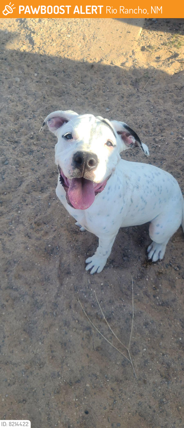Found/Stray Male Dog last seen 16th Avenue SE 87124, Rio Rancho, NM 87124