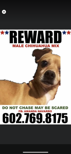 Lost Male Dog last seen Near dobbions , Phoenix, AZ 85042