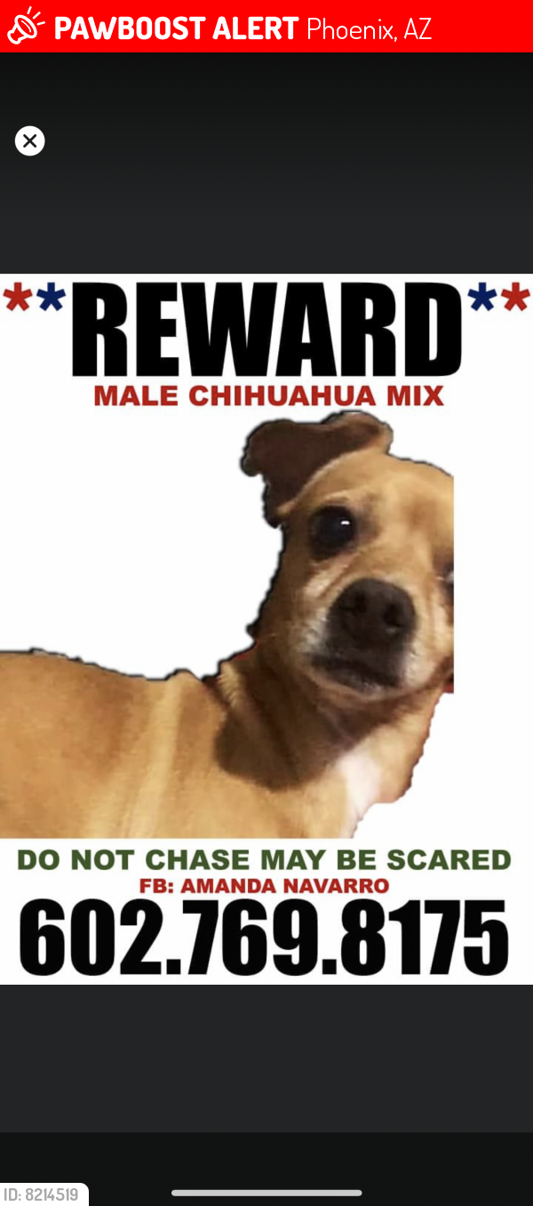 Lost Male Dog last seen Near dobbions , Phoenix, AZ 85042