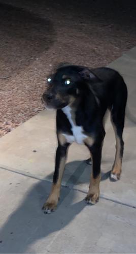 Found/Stray Male Dog last seen Lindsay & university , Mesa, AZ 85213