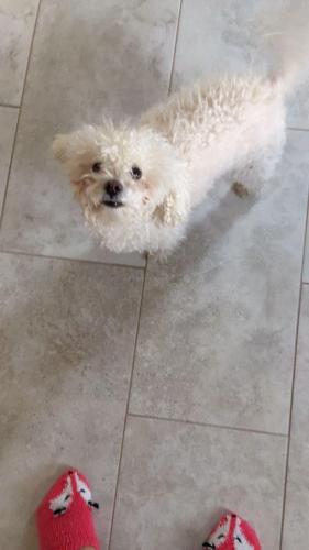 Lost Female Dog last seen Fortuna and 72nd, Albuquerque, NM 87121