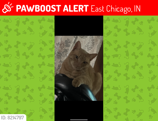 Lost Unknown Cat last seen Main Street, East Chicago, IN 46312