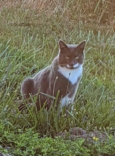 Lost Male Cat last seen Between Smokey Valley Road and Lone Yew, Toledo, WA, Lewis County, WA 98591
