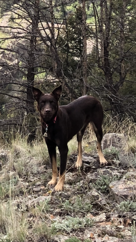 Lost Female Dog last seen Ellsworth and 93rd St., Mesa, AZ 85207
