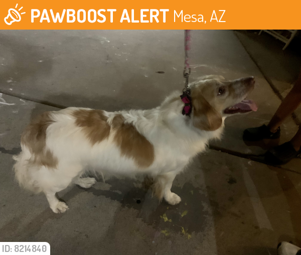 Found/Stray Male Dog last seen Pioneer & Broadway Rd in Mesa 85204, Mesa, AZ 85204