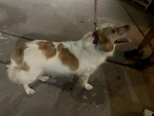 Found/Stray Male Dog last seen Pioneer & Broadway Rd in Mesa 85204, Mesa, AZ 85204