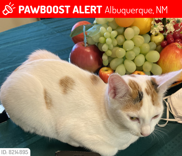 Lost Female Cat last seen Virginia st ne , Albuquerque, NM 87110