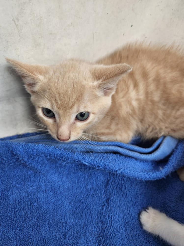 Shelter Stray Male Cat last seen Oakland, CA 94621, Oakland, CA 94601