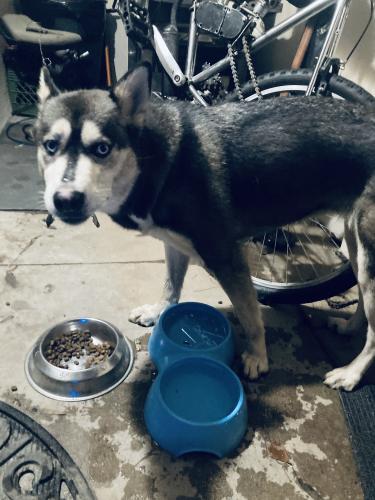 Found/Stray Unknown Dog last seen Cave creek and greenway parkway , Phoenix, AZ 85022