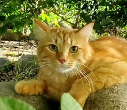Lost Male Cat last seen S Adams St @ E 5th Ave, Covington, LA 70433