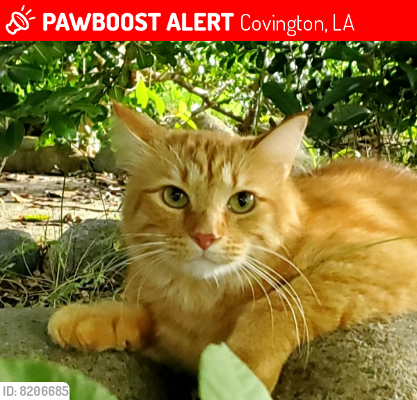 Lost Male Cat last seen S Adams St @ E 5th Ave, Covington, LA 70433