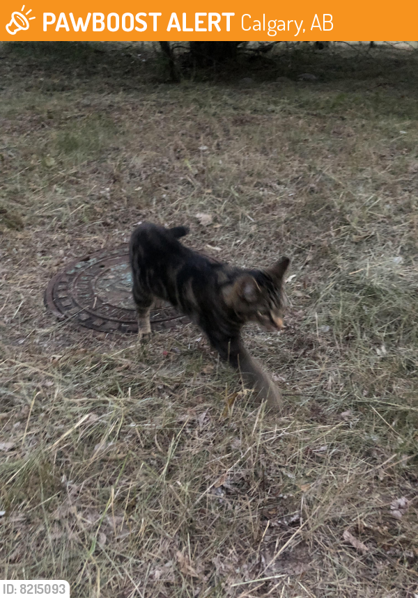 Found/Stray Male Cat last seen Grass patch beside Sobey’s Millrise near the C-train, Calgary, AB 
