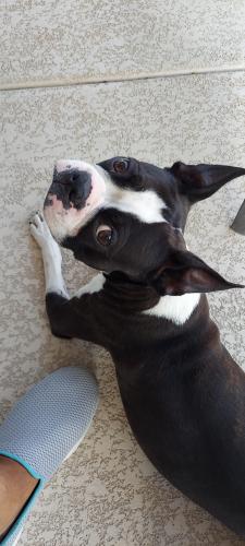 Lost Male Dog last seen Ballentine Rd Gold canyon , Gold Canyon, AZ 85219