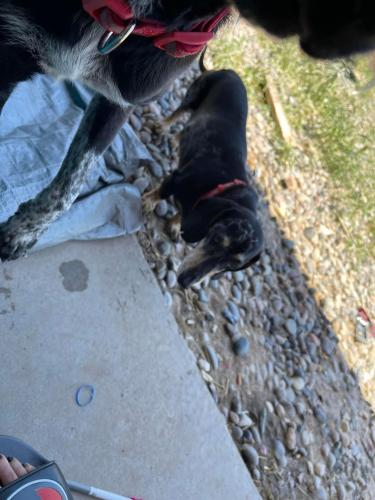 Lost Male Dog last seen Littler surrounding areas, Rio Rancho, NM 87124