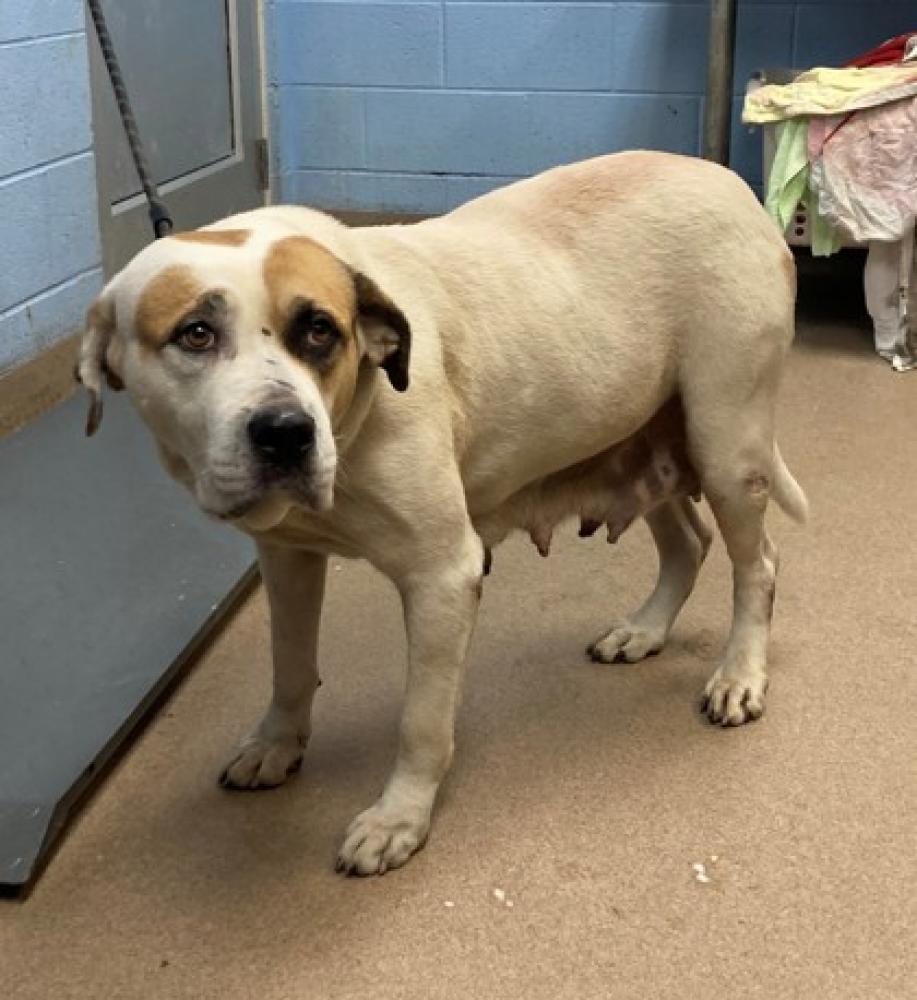 Shelter Stray Female Dog last seen Near Columbia Woods Drive, 30032, GA, Atlanta, GA 30341