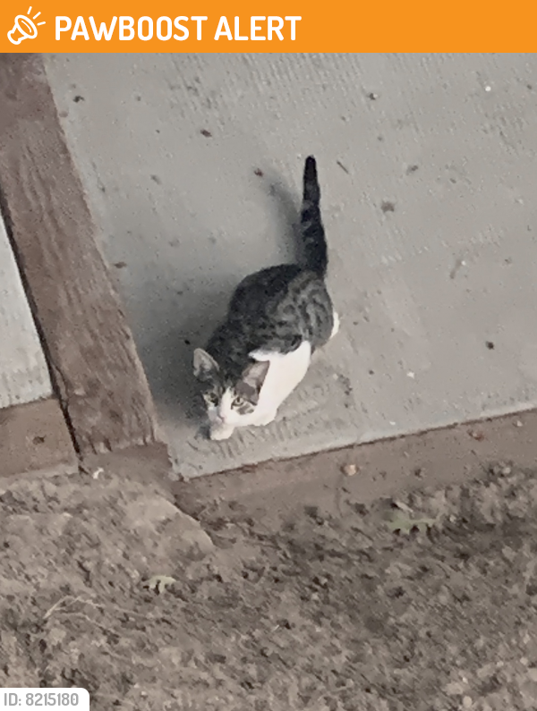 Rehomed Unknown Cat last seen Potomac and Cimarron Ln, Lake Arrowhead, CA 92352