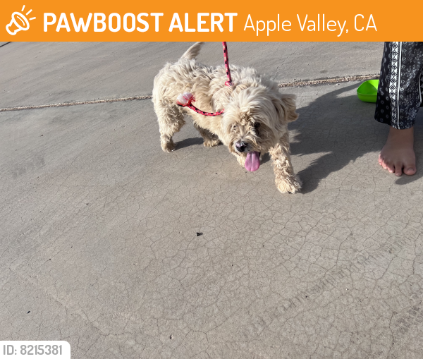 Found/Stray Male Dog last seen Near Pauhaska rd, Apple Valley, CA 92308