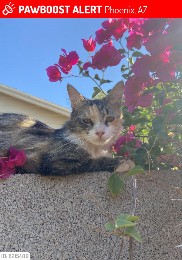 Lost Female Cat last seen Laurel ave and Palm ln, Phoenix, AZ 85007