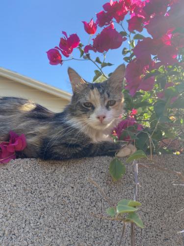 Lost Female Cat last seen Laurel ave and Palm ln, Phoenix, AZ 85007