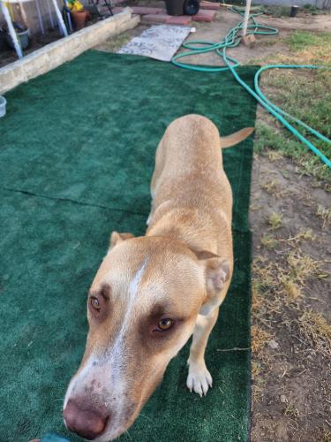 Found/Stray Female Dog last seen Rancho/ west E st , Colton, CA 92324