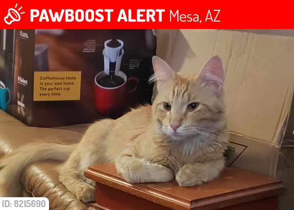 Lost Male Cat last seen At sun land rv resort, Mesa, AZ 85205