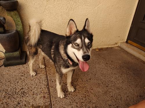 Found/Stray Male Dog last seen St Andrews & Eastlake Dr , Rio Rancho, NM 87124
