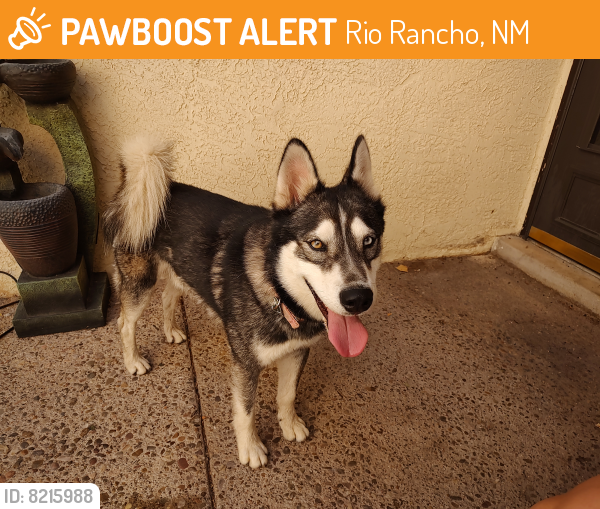 Rehomed Male Dog last seen St Andrews & Eastlake Dr , Rio Rancho, NM 87124