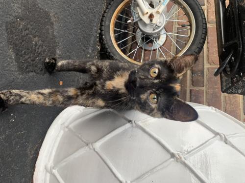 Lost Female Cat last seen across the street from the Italian store in the apmt parkinglots, Arlington, VA 22205