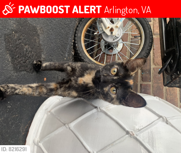 Lost Female Cat last seen across the street from the Italian store in the apmt parkinglots, Arlington, VA 22205