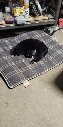 Lost Male Cat last seen Greenway & Northshore, Forest Lake, MN 55025