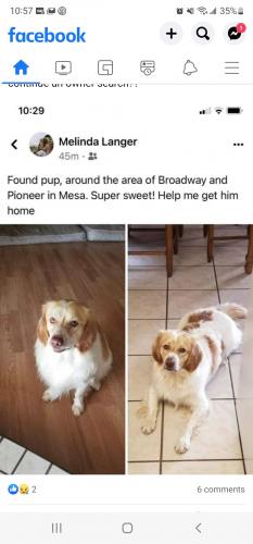 Found/Stray Male Dog last seen Found on Broadway and pioneer st, Mesa, AZ 85203
